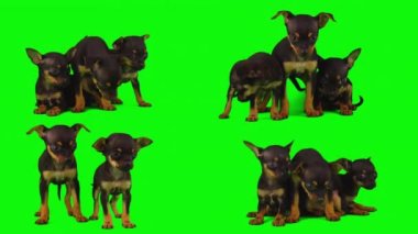 Köpek yeşil arkaplan köpek yavrusu setinde izole edildi