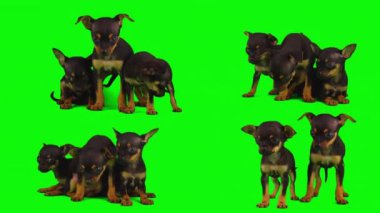 Köpek yeşil arkaplan köpek yavrusu setinde izole edildi