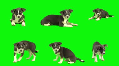 Köpek yeşil arkaplan köpek yavrusu setinde izole edildi