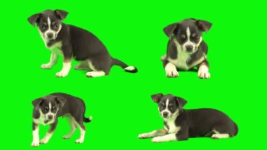 Köpek yeşil arkaplan köpek yavrusu setinde izole edildi