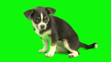 Köpek yeşil arkaplan köpek yavrusu setinde izole edildi