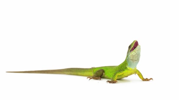 Lizard Isolated White Background Screen — Stock Video