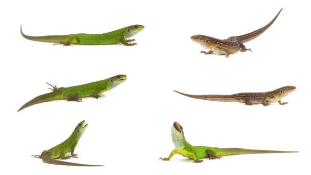 ящерица на белом фоне