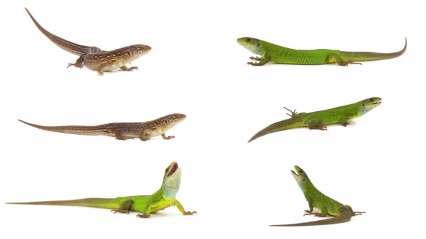 Lizard Isolated White Background Screen — Stock Video