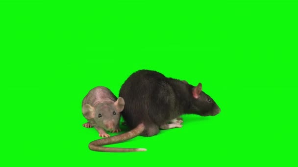 Patkányok Set Izolált Zöld Háttér Egér Képernyő — Stock videók