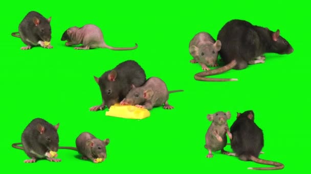 Rats Set Isolated Green Background Mouse Screen — Stock Video