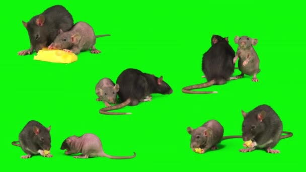 Szczury Zestaw Izolowane Zielonym Tle Ekran Myszy — Wideo stockowe