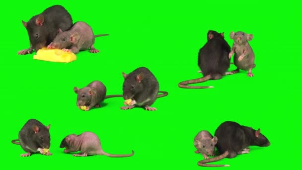 Ratos Isolados Tela Mouse Fundo Verde — Vídeo de Stock