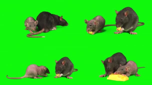Ratti Impostato Isolato Sullo Schermo Del Mouse Sfondo Verde — Video Stock