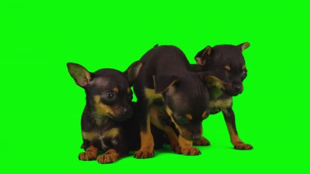 Cane Isolato Sfondo Verde Schermo Cucciolo Impostato — Video Stock