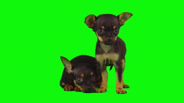 Perro Aislado Sobre Fondo Verde Pantalla Cachorro Conjunto — Vídeos de Stock