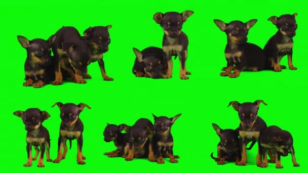 Câine Izolat Ecran Fundal Verde Set Catel — Videoclip de stoc