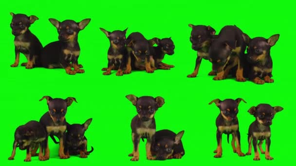 Собака Изолированы Зеленом Фоне Экран Щенка Набор — стоковое видео