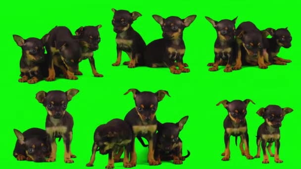 Hond Geïsoleerd Groene Achtergrond Scherm Puppy Set — Stockvideo