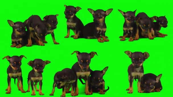 Perro Aislado Sobre Fondo Verde Pantalla Cachorro Conjunto — Vídeos de Stock
