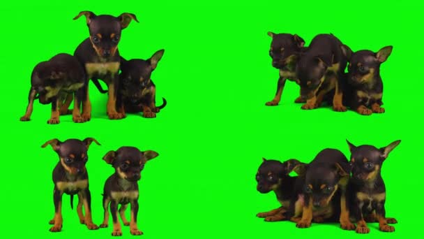 Hund Isoliert Auf Grünem Hintergrund Bildschirm Welpenset — Stockvideo