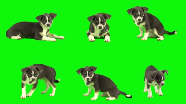 Собака Изолированы Зеленом Фоне Экран Щенка Набор — стоковое видео