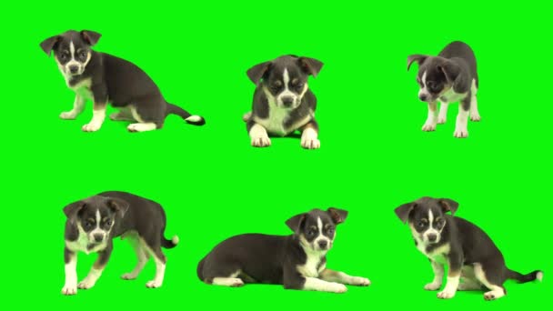 Cão Isolado Fundo Verde Tela Filhote Conjunto — Vídeo de Stock