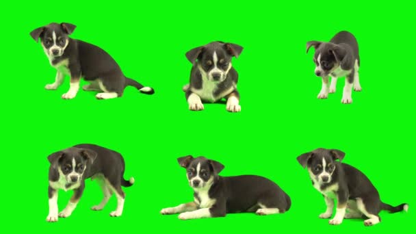 Собака Ізольована Зеленому Фоні Набір Цуценят — стокове відео