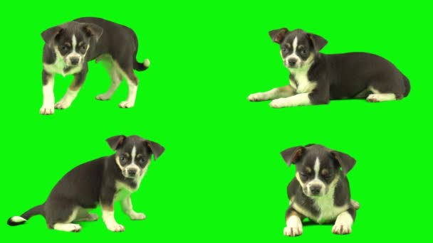 緑の背景スクリーンの子犬のセットで隔離される犬 — ストック動画