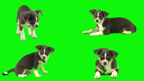 Anjing Terisolasi Latar Belakang Hijau Anak Anjing Set — Stok Video