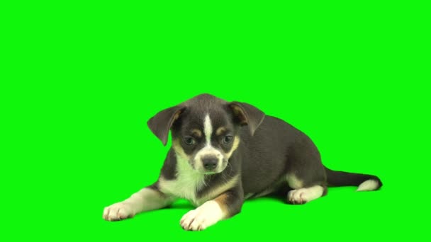Hund Isolerad Grön Bakgrund Skärm Valp Uppsättning — Stockvideo