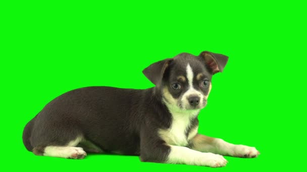 Perro Aislado Sobre Fondo Verde Pantalla Cachorro Conjunto — Vídeo de stock