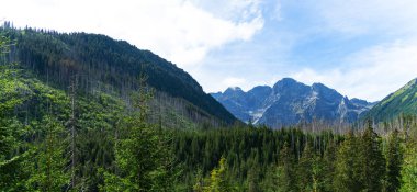 Dağ manzaralı orman manzarası Polonya Zakopane