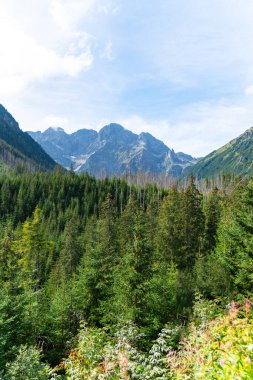 Dağ manzaralı orman manzarası Polonya Zakopane