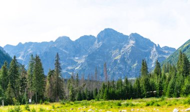 Dağ manzaralı orman manzarası Polonya Zakopane