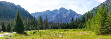 Dağ manzaralı orman manzarası Polonya Zakopane