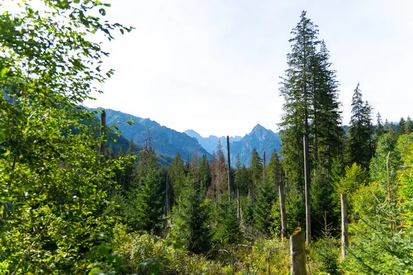 Dağ manzaralı orman manzarası Polonya Zakopane