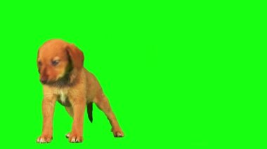 Yavru köpek seti yeşil arkaplanda izole edildi