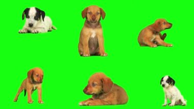 Yavru köpek seti yeşil arkaplanda izole edildi