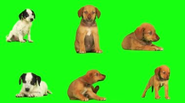 Yavru köpek seti yeşil arkaplanda izole edildi