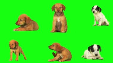 Yavru köpek seti yeşil arkaplanda izole edildi