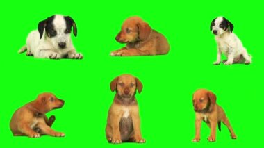 Yavru köpek seti yeşil arkaplanda izole edildi