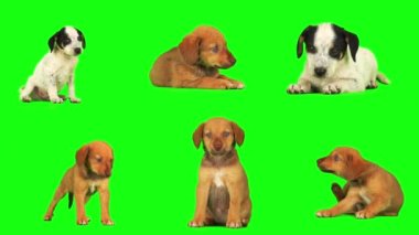 Yavru köpek seti yeşil arkaplanda izole edildi