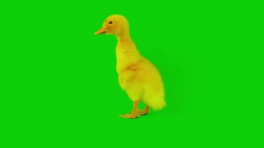 Ördek yavrusu sarı set yeşil arkaplan ekranında izole edildi
