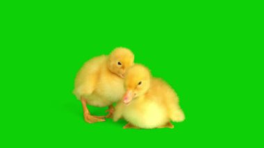 Ördek yavrusu sarı set yeşil arkaplan ekranında izole edildi