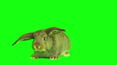 Tavşan tavşan kümesi izole edilmiş yeşil arkaplan ekranı