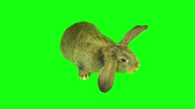 Tavşan tavşan kümesi izole edilmiş yeşil arkaplan ekranı