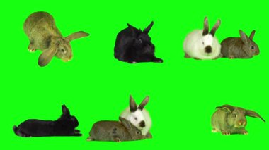 Tavşan tavşan kümesi izole edilmiş yeşil arkaplan ekranı