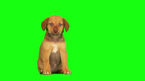 Cucciolo Cane Impostato Isolato Sullo Schermo Sfondo Verde — Video Stock