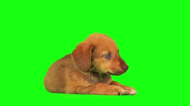 Puppy Dog Set Isolated Green Background Screen — Stock Video