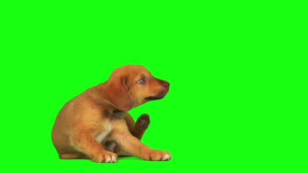 Puppy Dog Set Isolated Green Background Screen — Stok Video