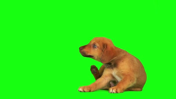 Cachorro Cão Conjunto Isolado Tela Fundo Verde — Vídeo de Stock