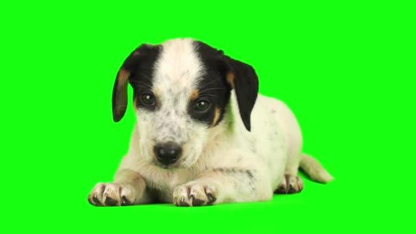 Cachorro Cão Conjunto Isolado Tela Fundo Verde — Vídeo de Stock