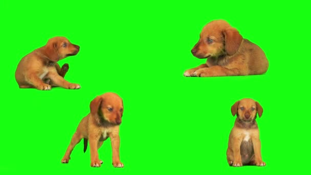 在绿色背景屏幕上隔离的小狗集 — 图库视频影像