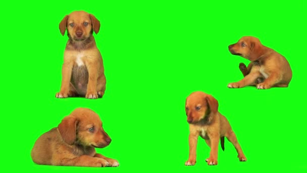 Cachorro Cão Conjunto Isolado Tela Fundo Verde — Vídeo de Stock